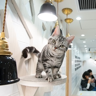 オシャレな猫カフェで猫とゆっくり触れ合える 猫カフェmocha 町田店オープン Neko Times ねこタイムズ