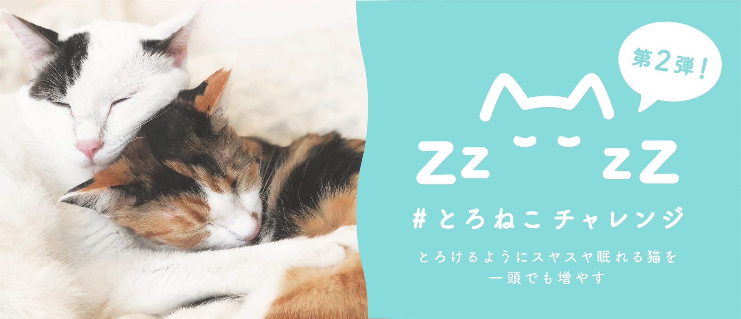 眠る猫を投稿して1投稿につき10円が保護猫団体に寄付される「#とろねこチャレンジ」第二弾が始動